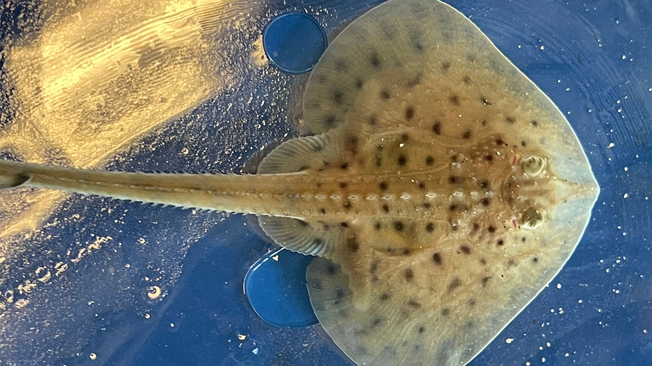 How 3D Changes in the Genome Turned Sharks Into Skates Quanta